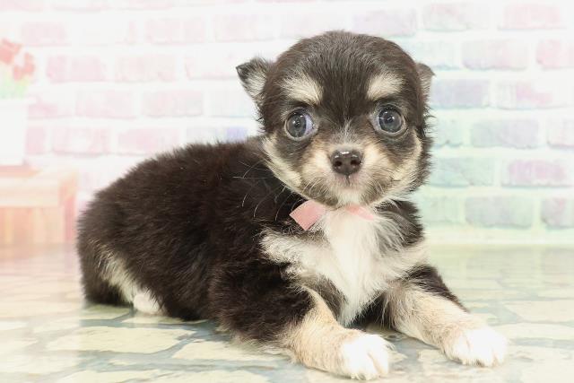 北海道のチワワ(ロング) (Coo&RIKU旭川店/2026年2月7日生まれ/女の子/ブラックタンホワイト)の子犬の3枚目の画像