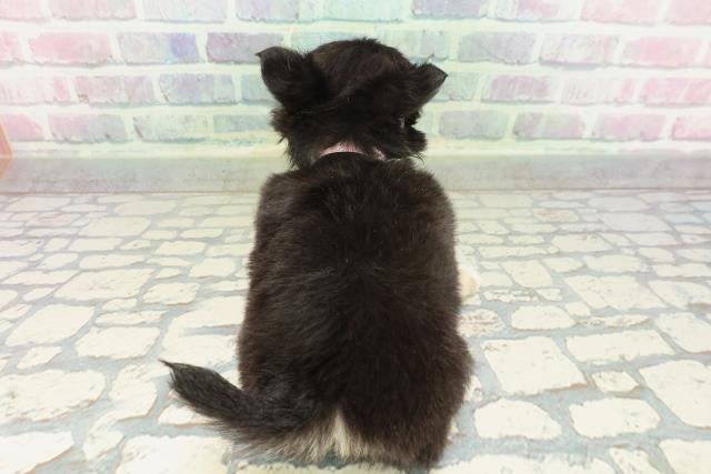 北海道のチワワ(ロング) (Coo&RIKU旭川店/2026年2月7日生まれ/女の子/ブラックタンホワイト)の子犬の4枚目の画像