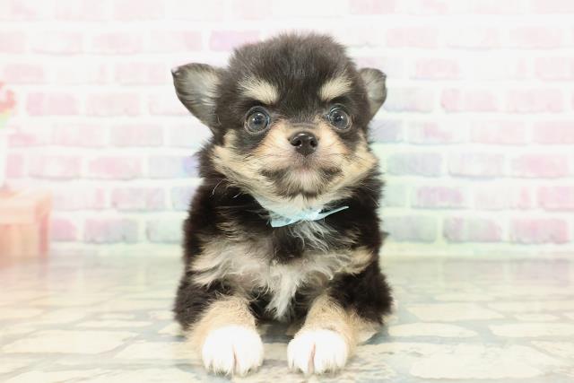 東京都のチワワ(ロング) (Coo&RIKU新宿三丁目店/2026年2月7日生まれ/男の子/ブラックタンホワイト)の子犬の1枚目の画像