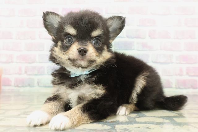 東京都のチワワ(ロング) (Coo&RIKU新宿三丁目店/2026年2月7日生まれ/男の子/ブラックタンホワイト)の子犬の2枚目の画像