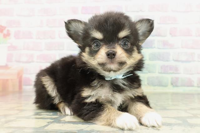 東京都のチワワ(ロング) (Coo&RIKU新宿三丁目店/2026年2月7日生まれ/男の子/ブラックタンホワイト)の子犬の3枚目の画像