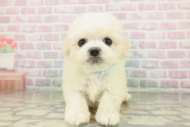 神奈川県のビションフリーゼ (Coo&RIKU藤沢店/2026年2月8日生まれ/男の子/ホワイト)の子犬の1枚目の画像