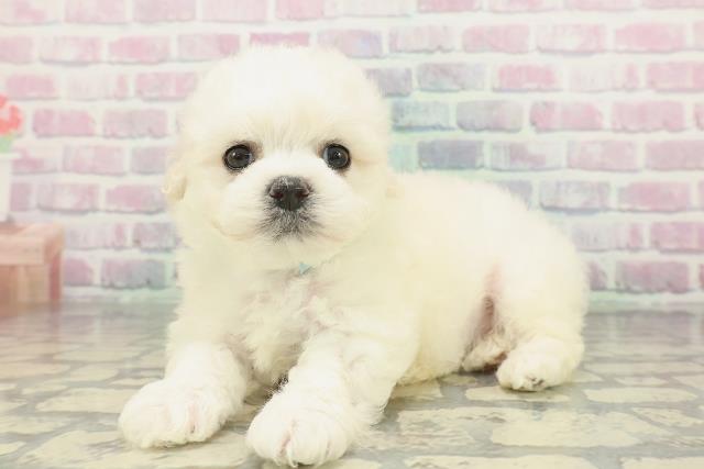 神奈川県のビションフリーゼ (Coo&RIKU藤沢店/2026年2月8日生まれ/男の子/ホワイト)の子犬の2枚目の画像