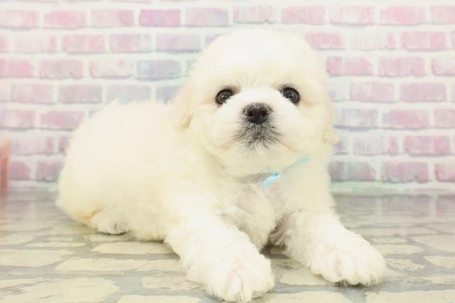 神奈川県のビションフリーゼ (Coo&RIKU藤沢店/2026年2月8日生まれ/男の子/ホワイト)の子犬の3枚目の画像