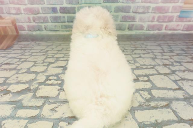 神奈川県のビションフリーゼ (Coo&RIKU藤沢店/2026年2月8日生まれ/男の子/ホワイト)の子犬の4枚目の画像