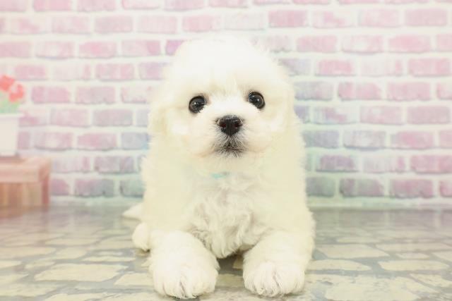 ビション・フリーゼ