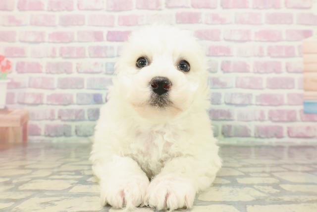 兵庫県のビションフリーゼ (Coo&RIKU姫路店/2026年2月6日生まれ/男の子/ホワイト)の子犬の1枚目の画像