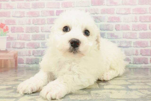 兵庫県のビションフリーゼ (Coo&RIKU姫路店/2026年2月6日生まれ/男の子/ホワイト)の子犬の2枚目の画像