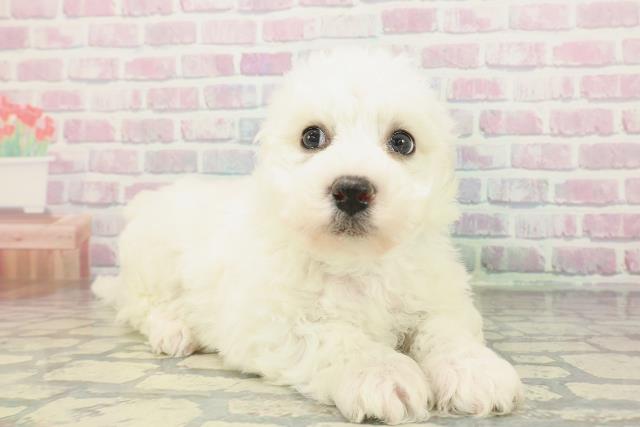 兵庫県のビションフリーゼ (Coo&RIKU姫路店/2026年2月6日生まれ/男の子/ホワイト)の子犬の3枚目の画像