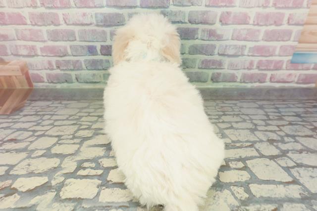 兵庫県のビションフリーゼ (Coo&RIKU姫路店/2026年2月6日生まれ/男の子/ホワイト)の子犬の4枚目の画像