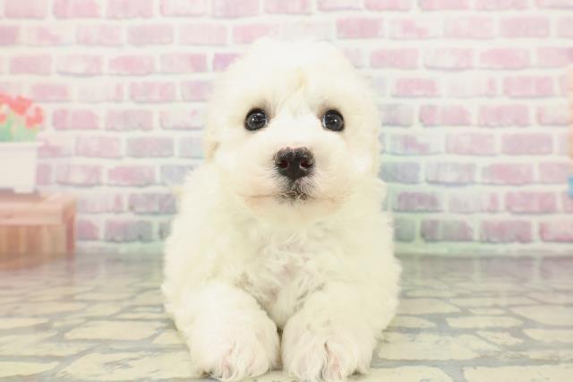 ビション・フリーゼ