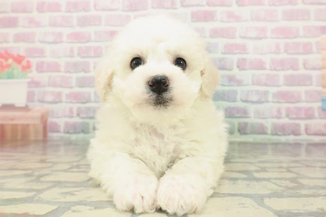 埼玉県のビションフリーゼ (Coo&RIKU所沢店/2026年2月6日生まれ/男の子/ホワイト)の子犬の1枚目の画像