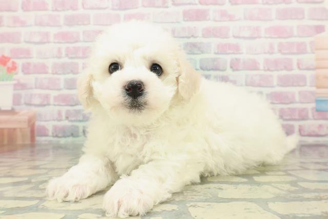 埼玉県のビションフリーゼ (Coo&RIKU所沢店/2026年2月6日生まれ/男の子/ホワイト)の子犬の2枚目の画像