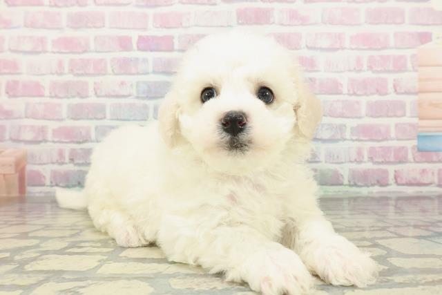 埼玉県のビションフリーゼ (Coo&RIKU所沢店/2026年2月6日生まれ/男の子/ホワイト)の子犬の3枚目の画像