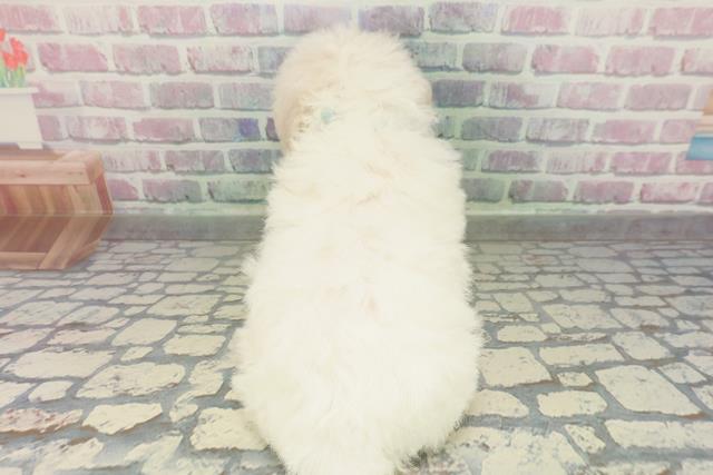 埼玉県のビションフリーゼ (Coo&RIKU所沢店/2026年2月6日生まれ/男の子/ホワイト)の子犬の4枚目の画像