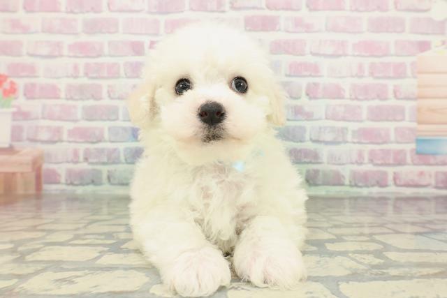 ビション・フリーゼ