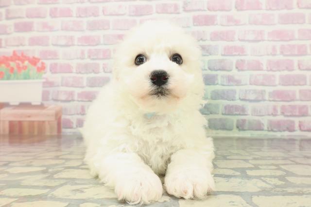 千葉県のビションフリーゼ (Coo&RIKU市原店/2026年2月6日生まれ/男の子/ホワイト)の子犬の1枚目の画像