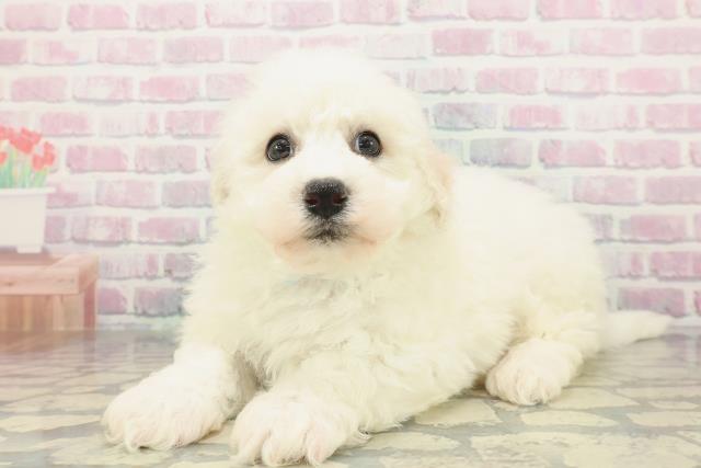 千葉県のビションフリーゼ (Coo&RIKU市原店/2026年2月6日生まれ/男の子/ホワイト)の子犬の2枚目の画像