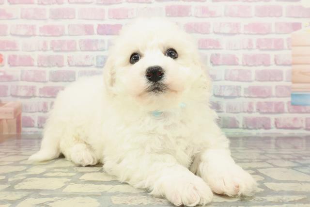 千葉県のビションフリーゼ (Coo&RIKU市原店/2026年2月6日生まれ/男の子/ホワイト)の子犬の3枚目の画像