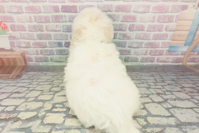 千葉県のビションフリーゼ (Coo&RIKU市原店/2026年2月6日生まれ/男の子/ホワイト)の子犬の4枚目の画像