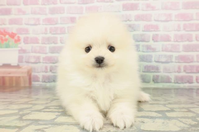 東京都のポメラニアン (Coo&RIKU新小岩店/2026年2月8日生まれ/女の子/クリーム)の子犬の1枚目の画像