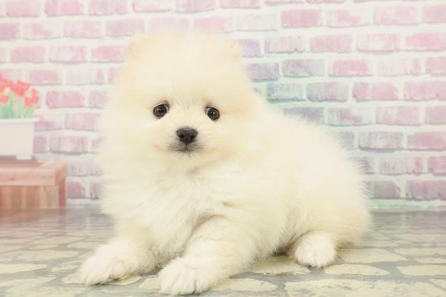 東京都のポメラニアン (Coo&RIKU新小岩店/2026年2月8日生まれ/女の子/クリーム)の子犬の2枚目の画像