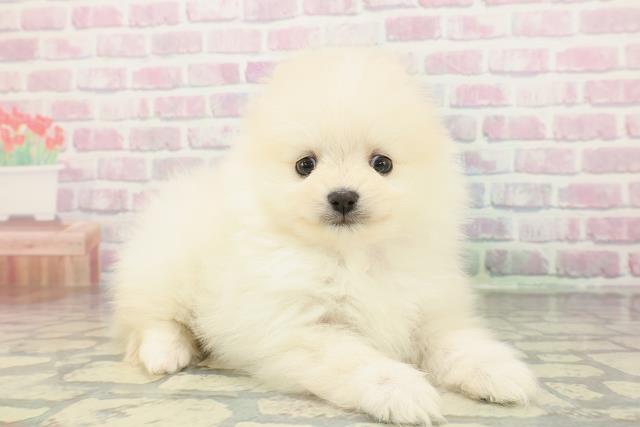 東京都のポメラニアン (Coo&RIKU新小岩店/2026年2月8日生まれ/女の子/クリーム)の子犬の3枚目の画像