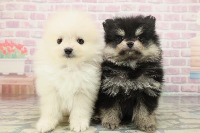 東京都のポメラニアン (Coo&RIKU新小岩店/2026年2月8日生まれ/女の子/クリーム)の子犬の4枚目の画像