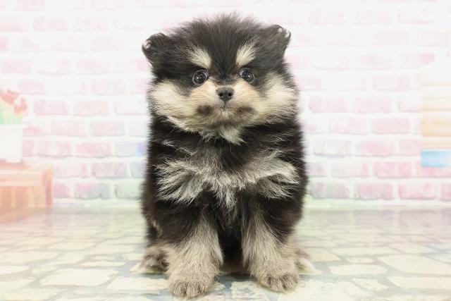 東京都のポメラニアン (Coo&RIKU赤坂店/2026年2月8日生まれ/女の子/ブラックタン)の子犬の1枚目の画像