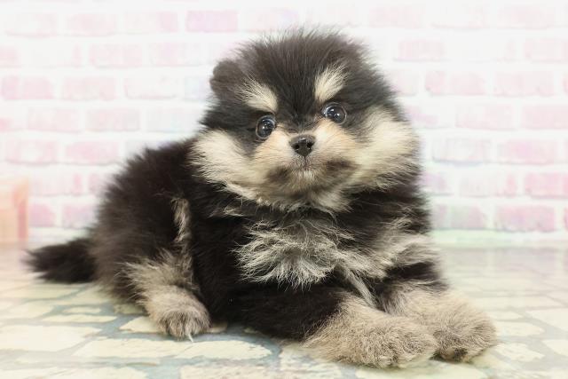 東京都のポメラニアン (Coo&RIKU赤坂店/2026年2月8日生まれ/女の子/ブラックタン)の子犬の3枚目の画像