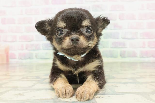 東京都のチワワ(ロング) (Coo&RIKU大久保店/2026年2月8日生まれ/男の子/ブラックタン)の子犬の1枚目の画像