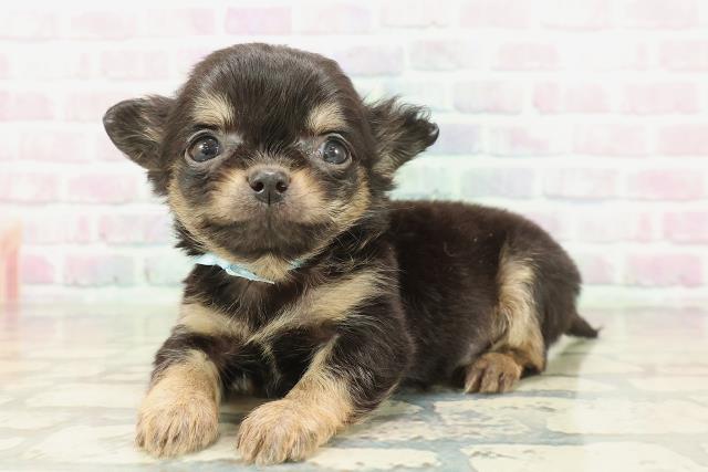 東京都のチワワ(ロング) (Coo&RIKU大久保店/2026年2月8日生まれ/男の子/ブラックタン)の子犬の2枚目の画像