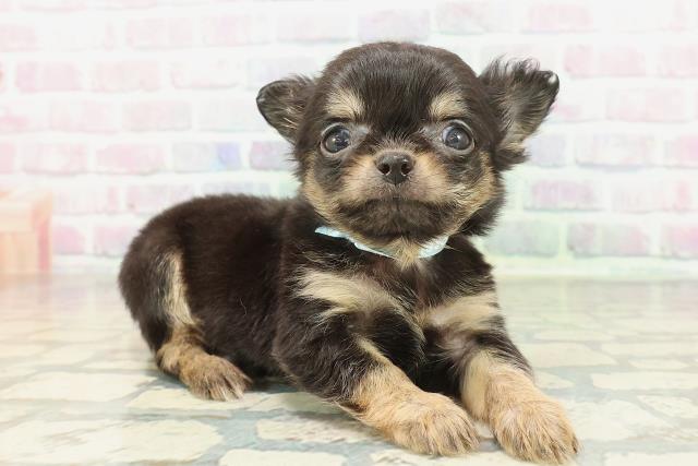 東京都のチワワ(ロング) (Coo&RIKU大久保店/2026年2月8日生まれ/男の子/ブラックタン)の子犬の3枚目の画像