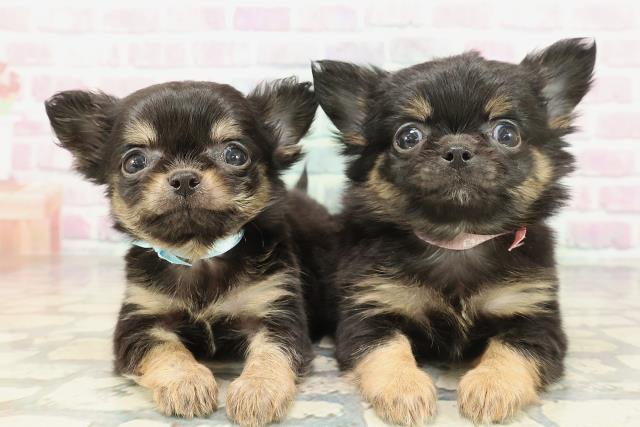 東京都のチワワ(ロング) (Coo&RIKU大久保店/2026年2月8日生まれ/男の子/ブラックタン)の子犬の4枚目の画像