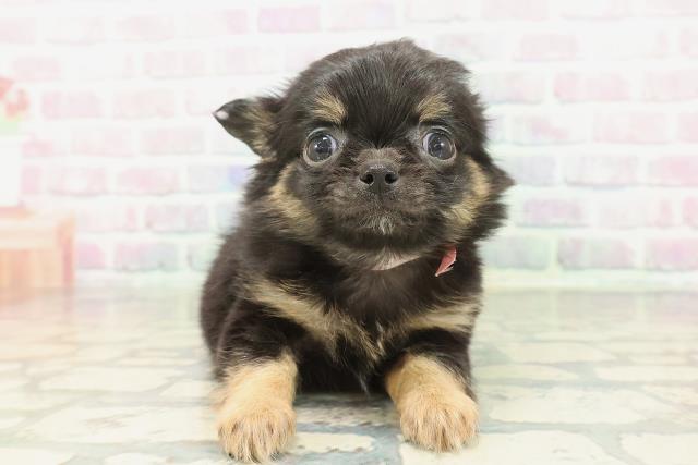 東京都のチワワ(ロング) (Coo&RIKU武蔵小山店/2026年2月8日生まれ/女の子/ブラックタン)の子犬