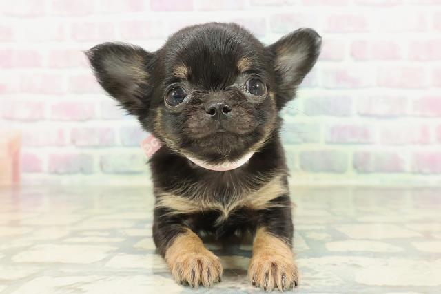 兵庫県のチワワ(ロング) (Coo&RIKU神戸東灘店/2026年2月8日生まれ/女の子/ブラックタン)の子犬の1枚目の画像