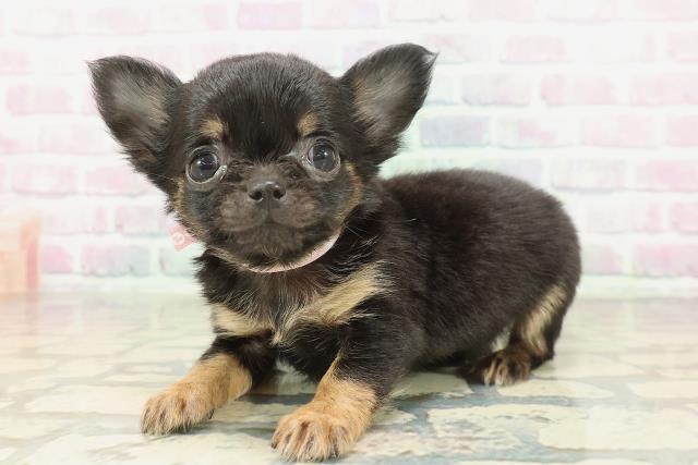 兵庫県のチワワ(ロング) (Coo&RIKU神戸東灘店/2026年2月8日生まれ/女の子/ブラックタン)の子犬の2枚目の画像