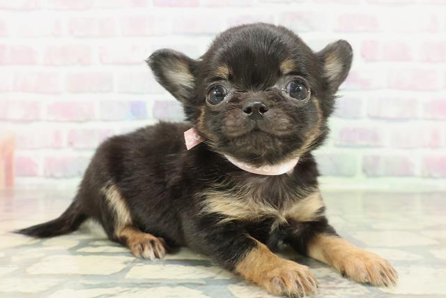 兵庫県のチワワ(ロング) (Coo&RIKU神戸東灘店/2026年2月8日生まれ/女の子/ブラックタン)の子犬の3枚目の画像