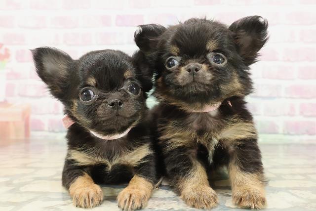 兵庫県のチワワ(ロング) (Coo&RIKU神戸東灘店/2026年2月8日生まれ/女の子/ブラックタン)の子犬の4枚目の画像