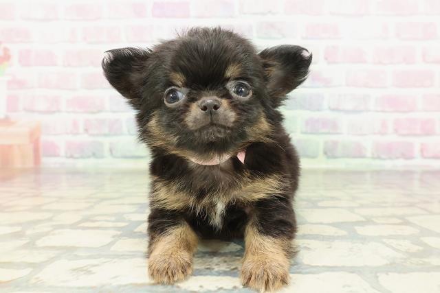 東京都のチワワ(ロング) (Coo&RIKU秋葉原店/2026年2月8日生まれ/女の子/ブラックタン)の子犬の1枚目の画像