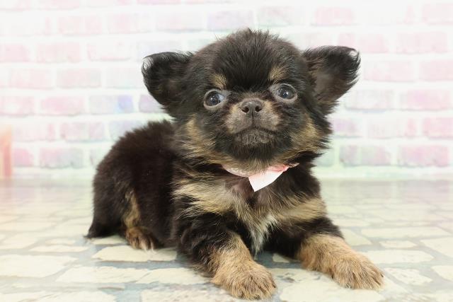 東京都のチワワ(ロング) (Coo&RIKU秋葉原店/2026年2月8日生まれ/女の子/ブラックタン)の子犬の3枚目の画像