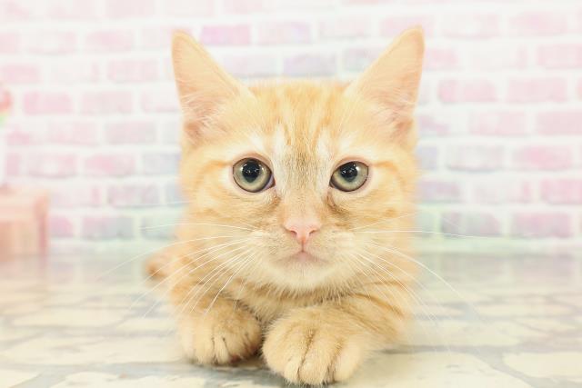 東京都のマンチカン (Coo&RIKU池袋西口店/2026年2月3日生まれ/女の子/レッドタビー)の子猫