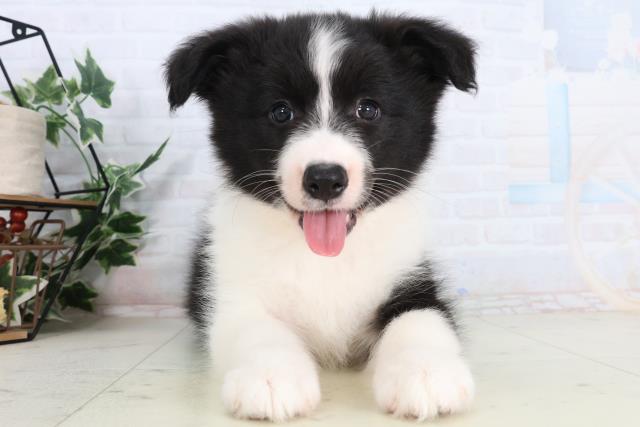 石川県のボーダーコリー (Coo&RIKUイオン野々市南店/2026年2月5日生まれ/女の子/ブラックホワイト)の子犬