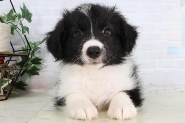 ボーダーコリー