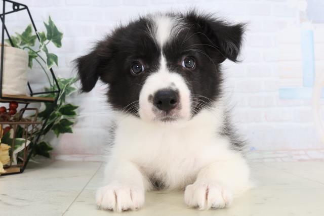 ボーダーコリー