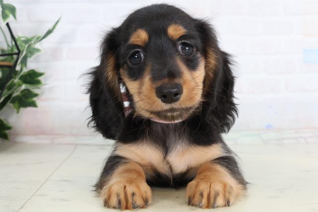 石川県のカニンヘンダックスフンド(ロング) (Coo&RIKU金沢店/2026年2月6日生まれ/女の子/ブラックタン)の子犬