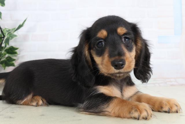 石川県のカニンヘンダックスフンド(ロング) (Coo&RIKU金沢店/2026年2月6日生まれ/女の子/ブラックタン)の子犬の2枚目の画像