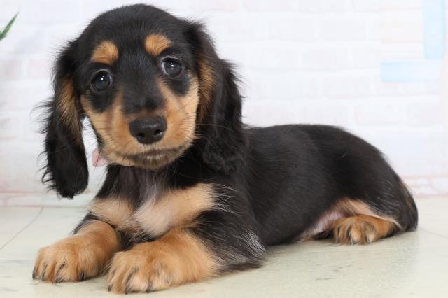 石川県のカニンヘンダックスフンド(ロング) (Coo&RIKU金沢店/2026年2月6日生まれ/女の子/ブラックタン)の子犬の3枚目の画像