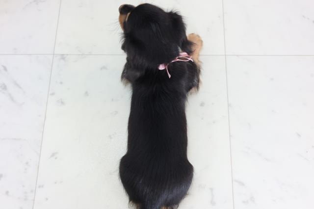 石川県のカニンヘンダックスフンド(ロング) (Coo&RIKU金沢店/2026年2月6日生まれ/女の子/ブラックタン)の子犬の4枚目の画像