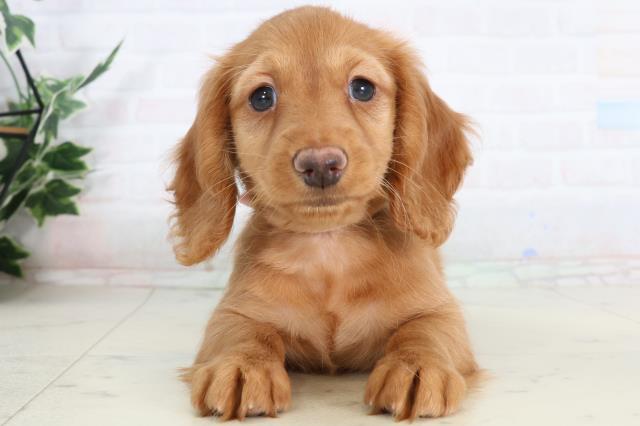 カニンヘンダックスフンド